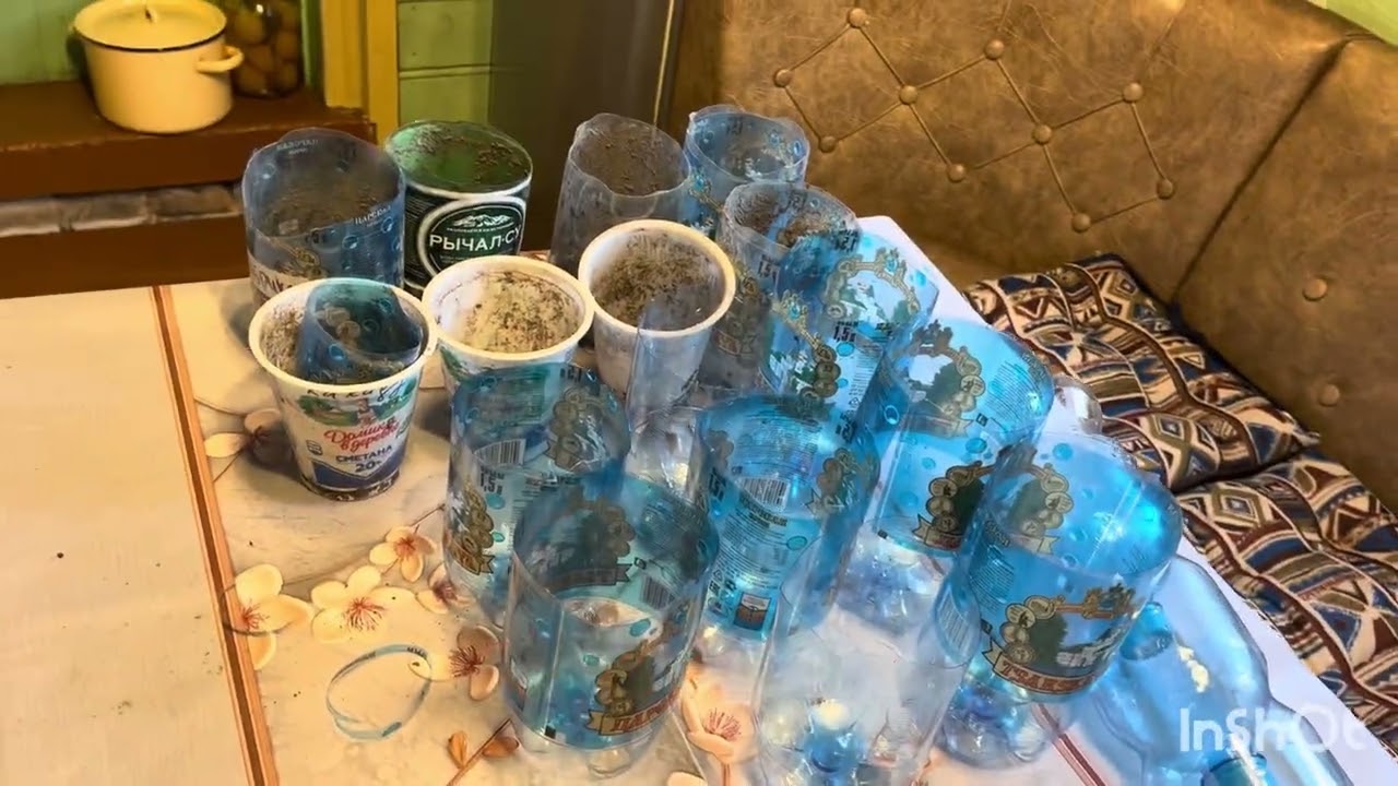 Рассада перцев.