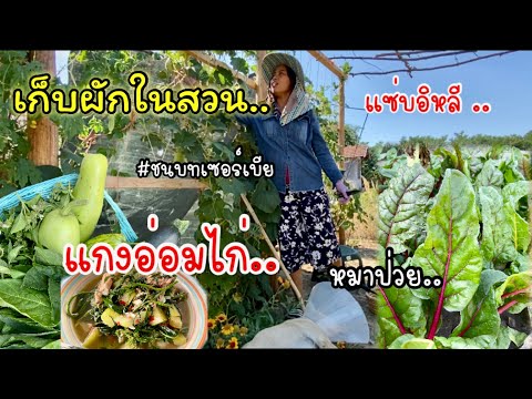 EP.434 เกบ..ผกสวนครวปลอดสาร แกงออมไก อบเดทอาการโคลาหลงทำหมน ชวตประจำวนคนชนบทเซอรเบย