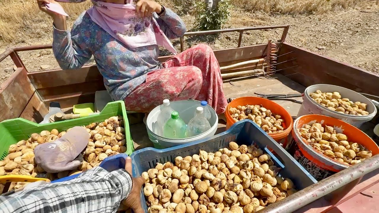 Aydın'da Kuru İncir Toplama Başladı