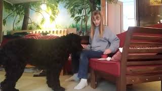 Clara Testing for Stimulus Control (Dip)