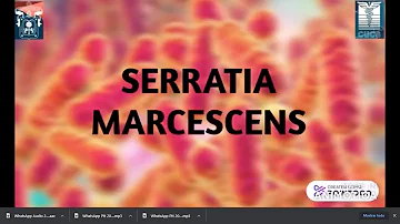 ¿Cómo eliminar la bacteria Serratia?