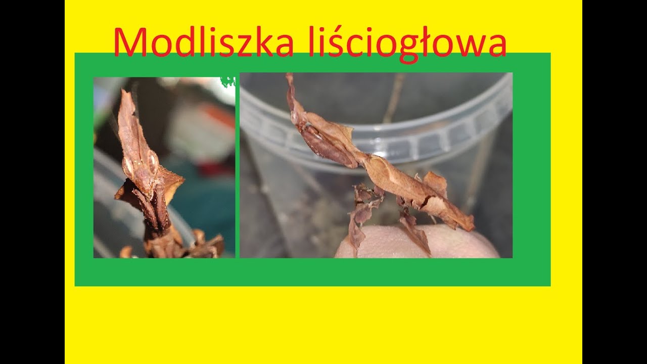 210. Modliszka liściogłowa- hodowla.