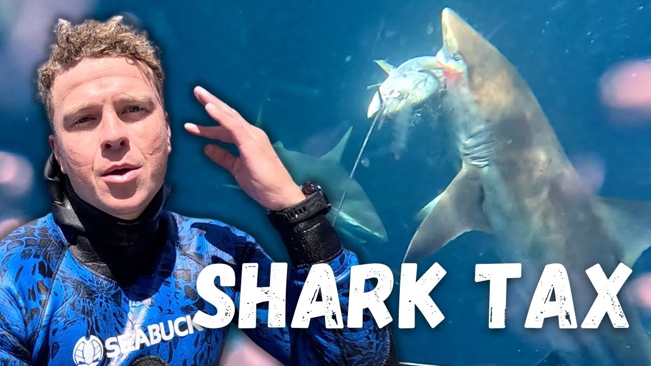 INSANE Spearfishing Adventure | CATCH & COOK