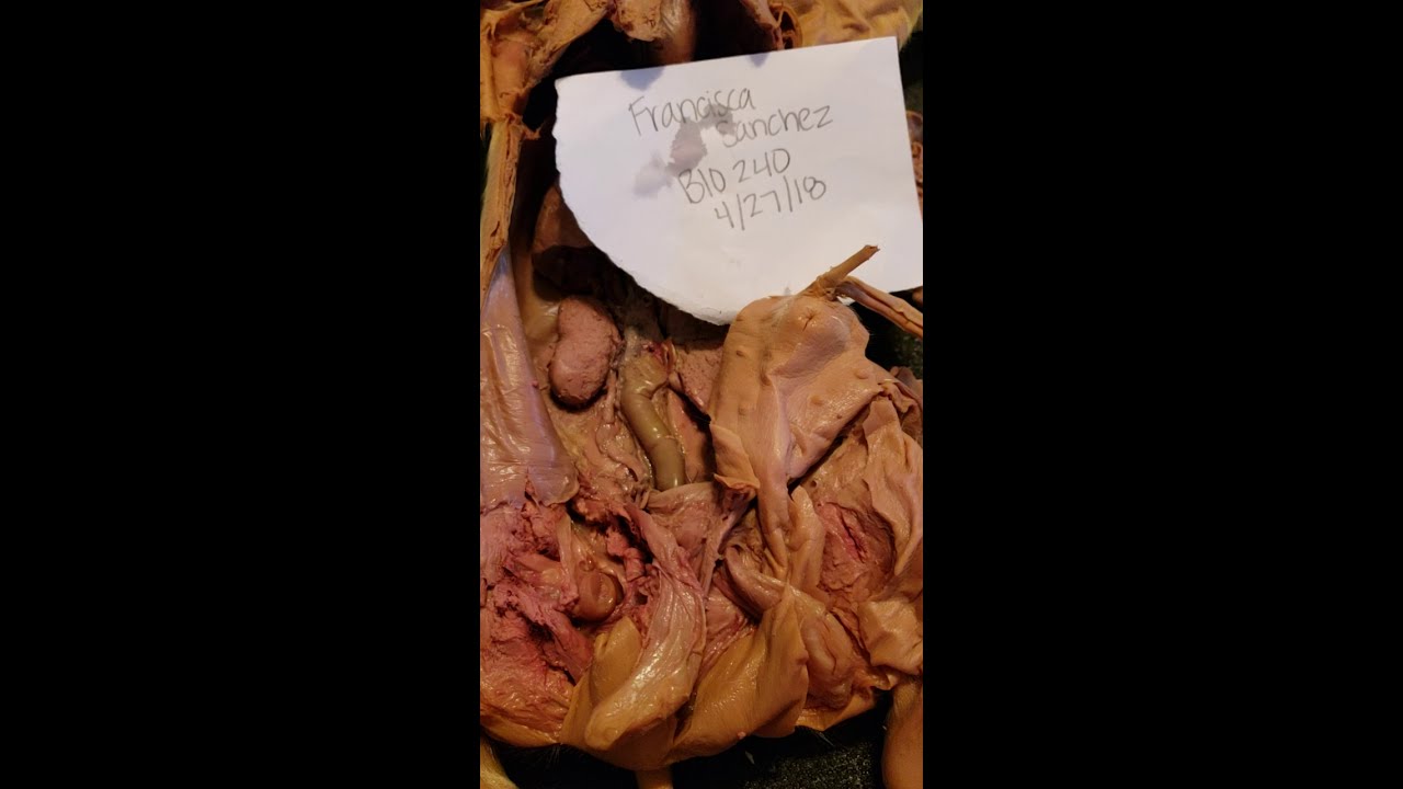 Reproductive system fetal pig