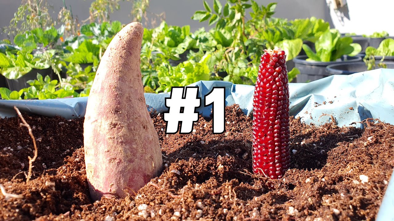 [실험01] 비닐포대에 옥수수랑 고구마 함께 키우기 1 Growing Corn and Sweet Potatoes at