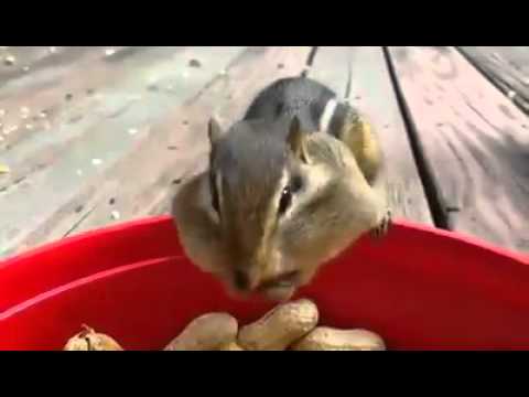squirrel steals chocolate bar kinder bueno kleptomaniac squirrel stealing christmas lights
