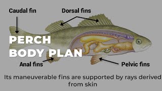 Perch Body Plan #biology