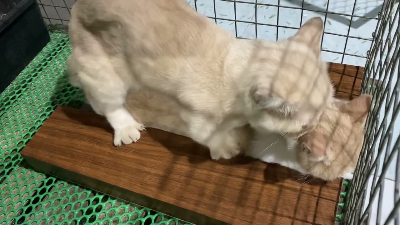 Cat in heat 😻 || Bơ vs Mem7 || Munchkin Mate || Cat breeding 😺