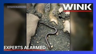 Invasive swamp eel spotted at Fort Myers Manatee Park, experts alarmed