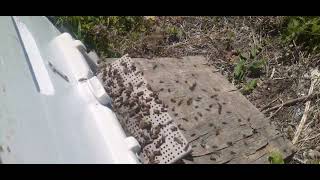 Arlar Yagmurdan Onra Yavru Uçuşu Ve Polen Getiriyor Yüzük Kontrolü Şart 28 Nisan 2023