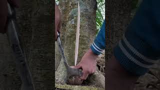How to Tap Rubber Trees and Collect Natural Latex Sap Effectively