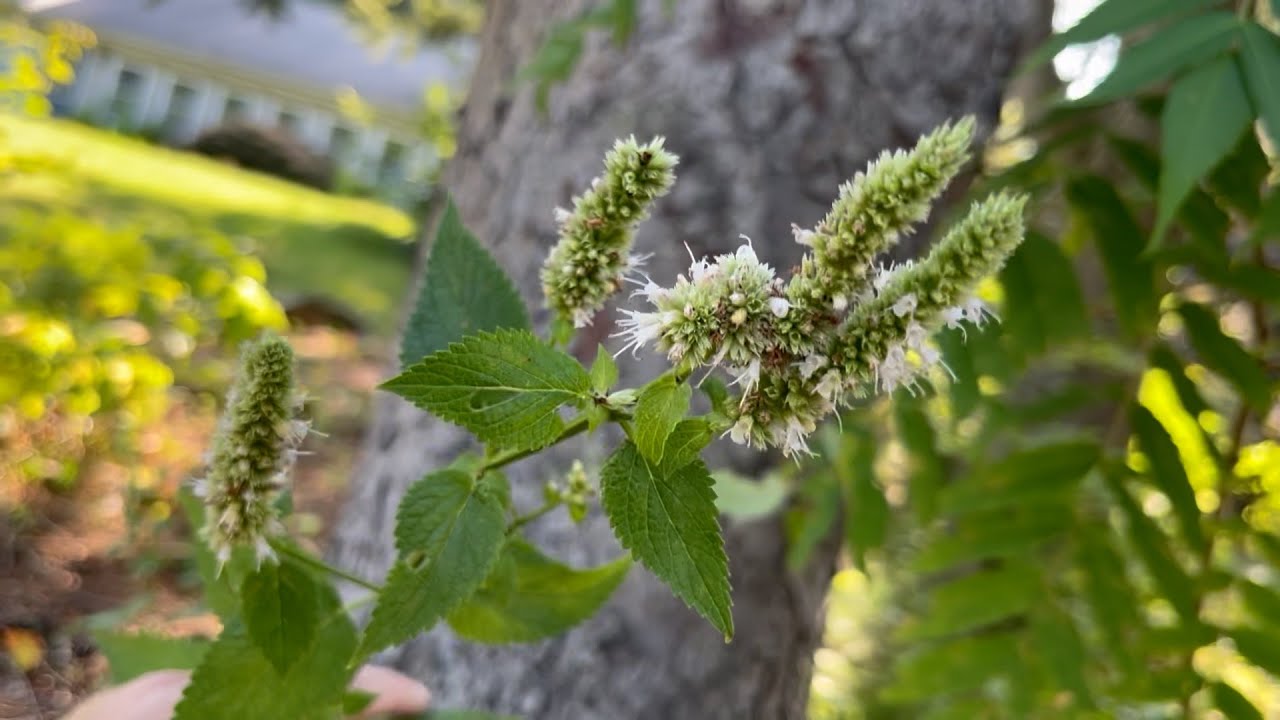 Early August Tour PT2 (Native Plants, Cultivated Plants, Leaves, Mess) : The Bittersweet Gardens