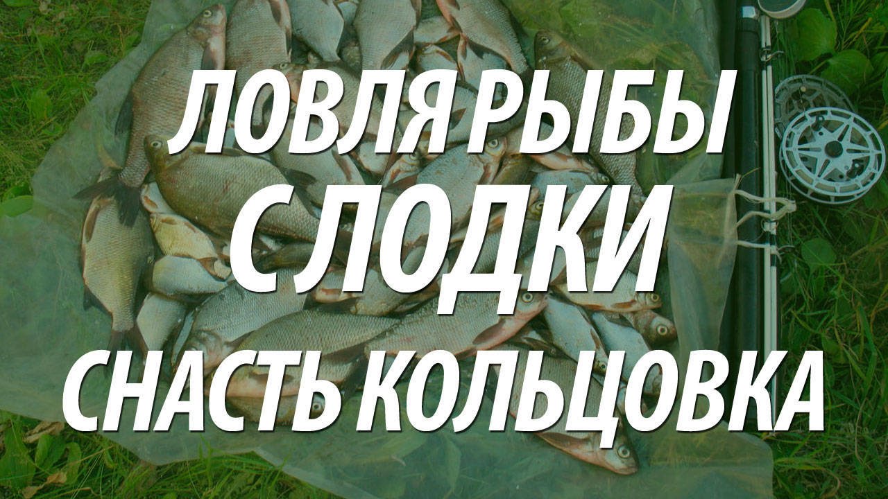 Кольцо для ловли леща своими руками Кольцо для ловли леща своими руками