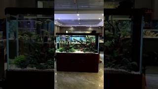Beautiful Aquariums  aquarium terrarium aquariums