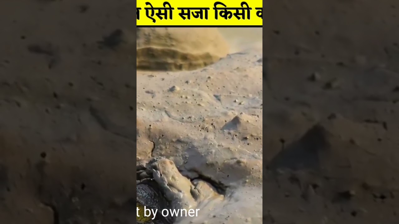 3 गज़ब के जानवर | interesting random facts 