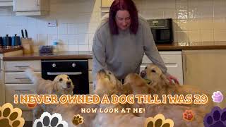 LIFE OWNING 5 GOLDEN RETRIEVERS!