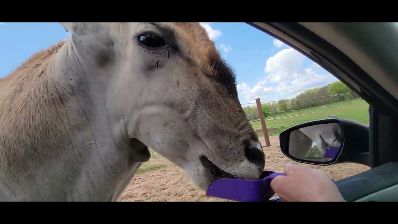Feeding an Eland Pt.1 Shamba Safari Neshkoro, WI 51124 YouTube