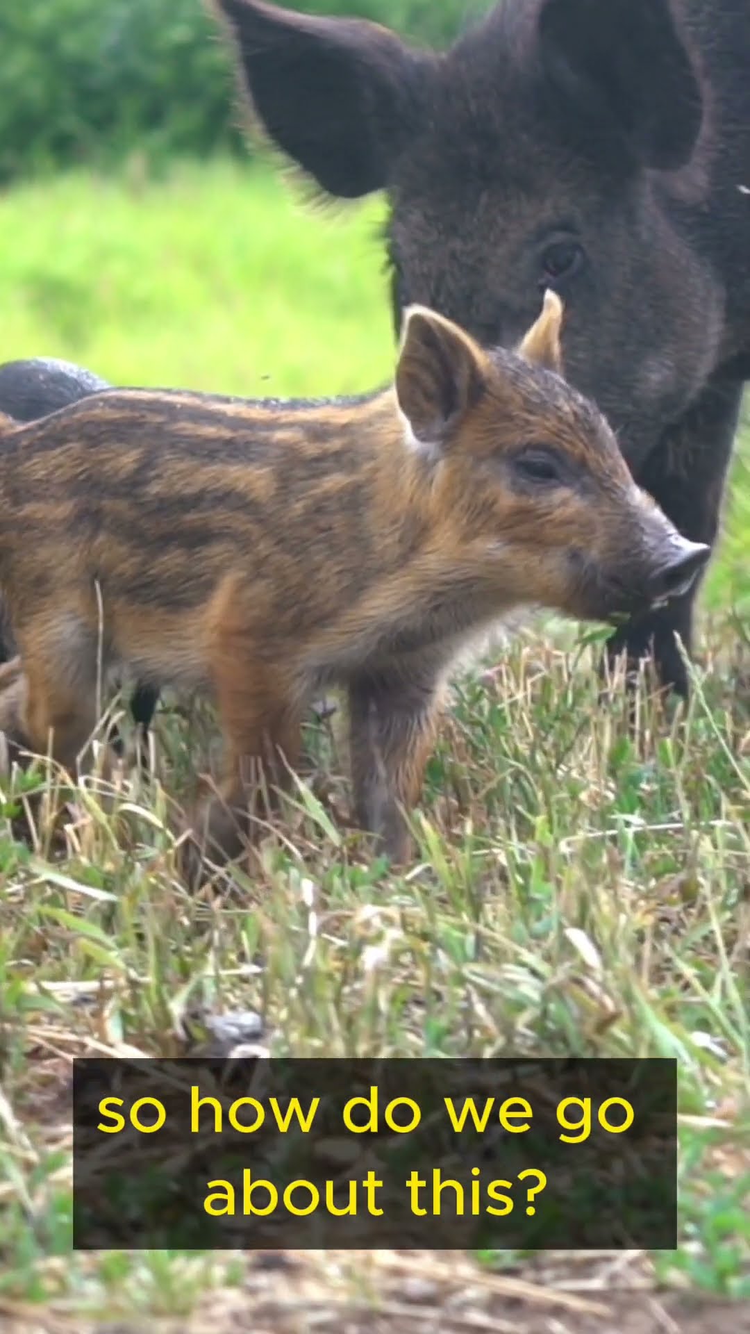 Life Lesson from Pigs   Part 1 #shorts  #lifelessons #wisdom #personalgrowth #pigs #curiosity