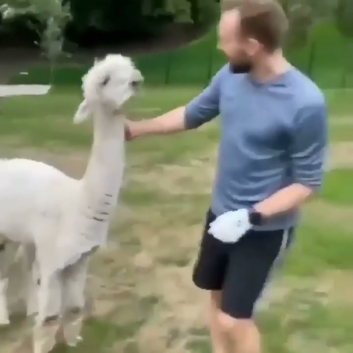 Llama spits on his face