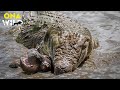 PREDATORS OF THE NILE | Battle for Life in the Heart of Africa | #AnimalDocumentary