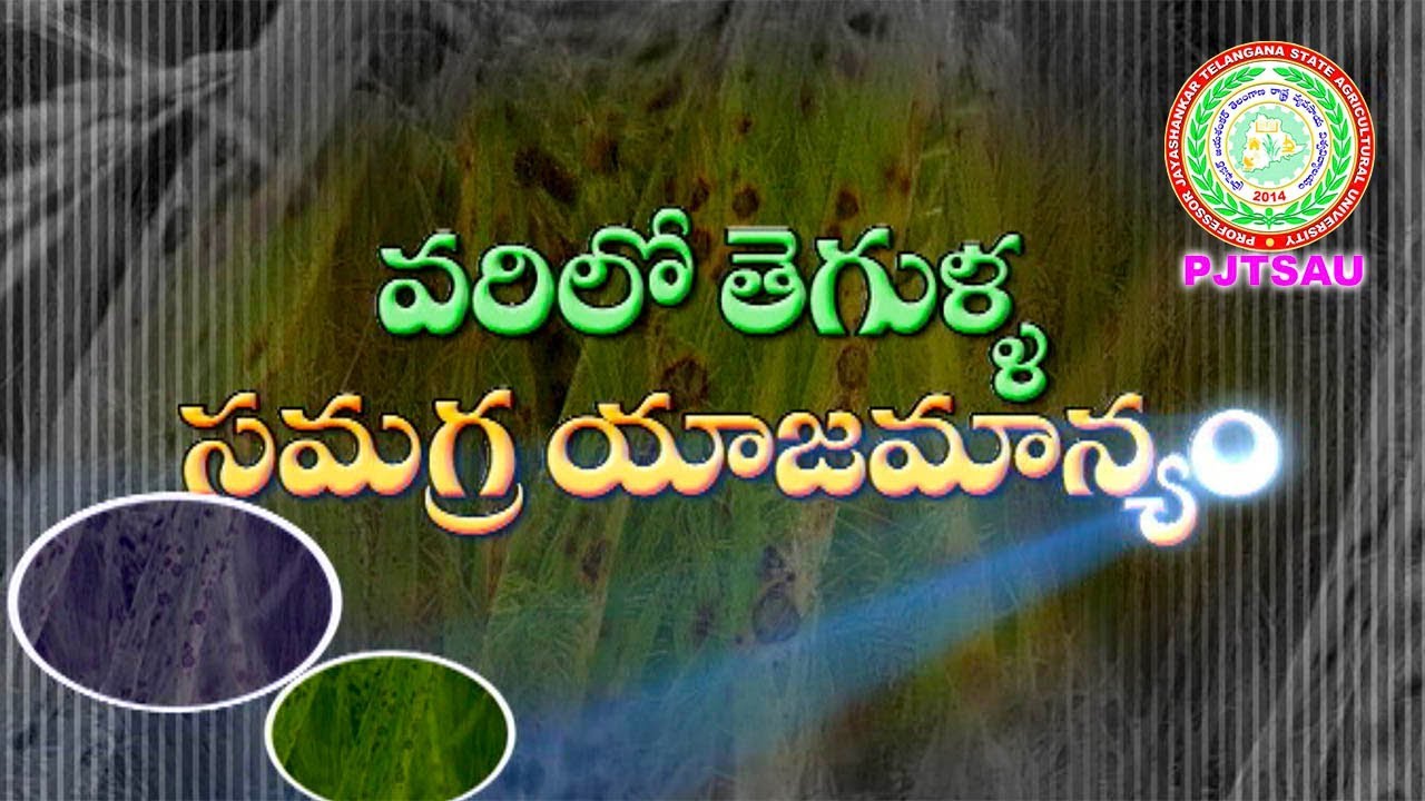 Disease Management in Paddy ll Blast ll Leaf Blight ll Stem Blight ll PJTSAU ll