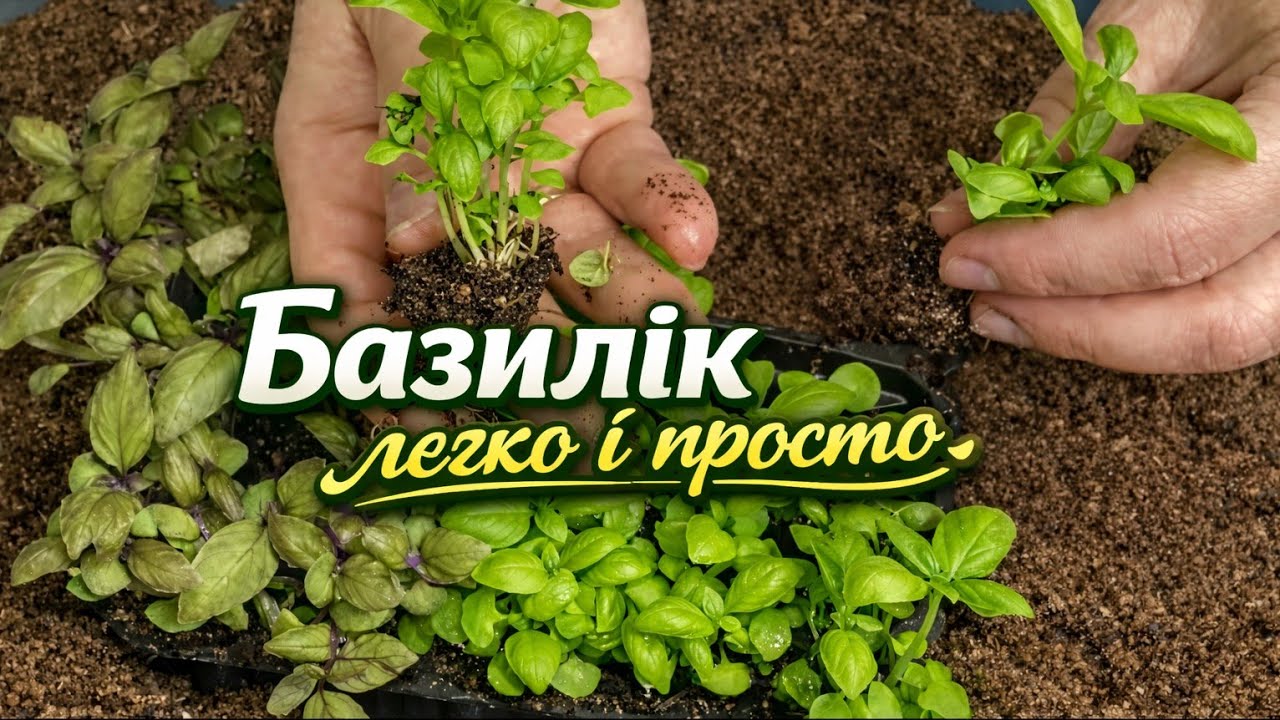 Базилік на розсаду, просто# базилік
