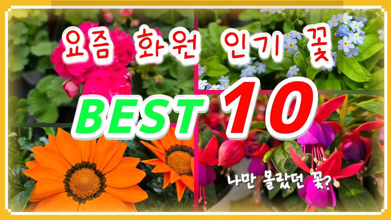 요즘 화원에서 제일 잘 나가는 꽃🌸 인기 베스트 10종. #후쿠시아 #베로니카 # 렉스베고니아 #플라워러브 #은혜화훼판매장