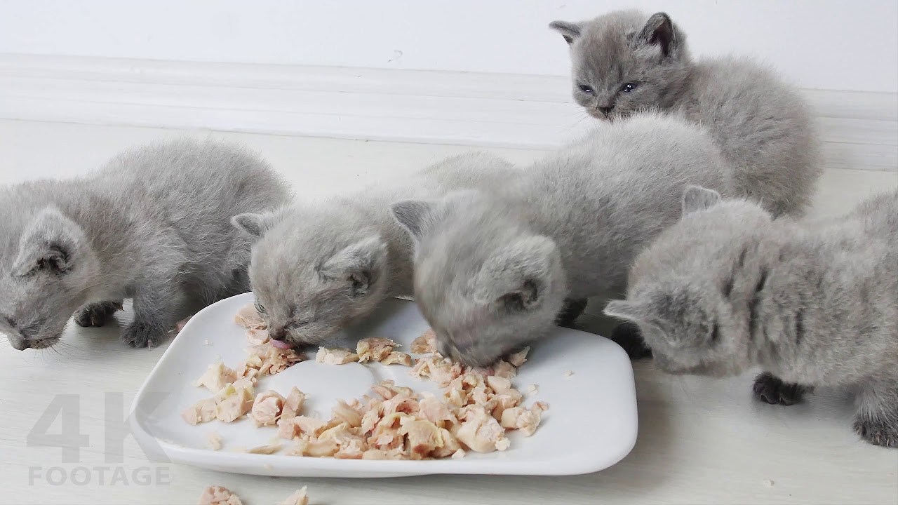 British Shorthair kittens eating Boiled 