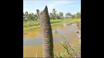 Câu Cá Lóc Ruộng Lúa .P.6 #caucaloc #vinhrom