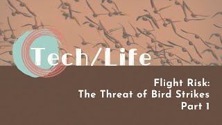 【LIVE互動英語：20240725】航空安全：飛航風險：鳥擊的威脅 1