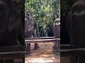 Majestic Moments: Walk Side by Side with Gentle Giants in the Wild
