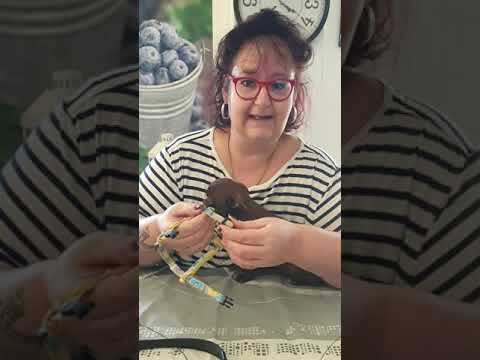 Vidéo: Comment jouer avec un serpent de compagnie