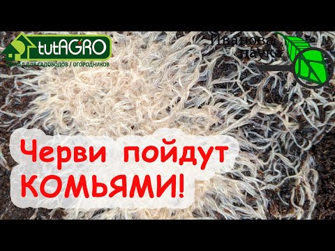 Видео: Как приготовить молоко без пароварки