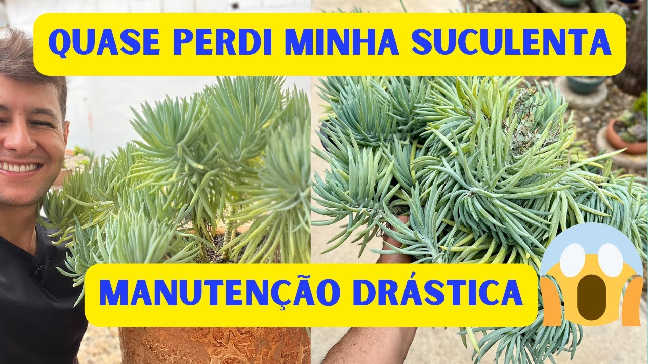 SEM ISSO MEU SENECIO AZUL TERIA MORRIDO 😓 SALVEI POR POUCO🍀