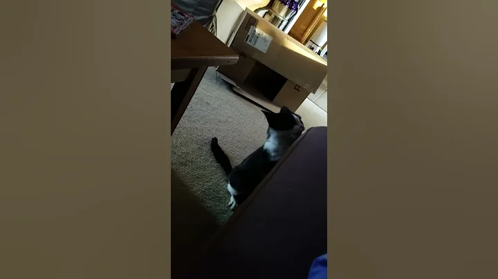 MooMoo's tail