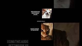 Cute Cat Miau Montage 🐱✨#cute #cat #miau #montage