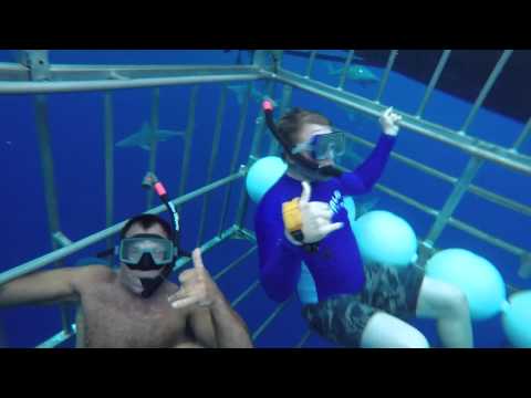Hawaii Shark Encounters video preview