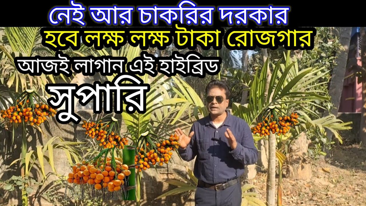 ২-৩ বছরেই লাখপতি, আজই লাগান এই হাইব্রিড সুপারি Betel nut Farming #betelnut #farming #suparigach