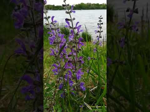 Wild Salvia- pratensis||Wilder