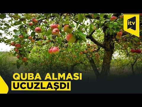 Alma bağlarında məhsulun keyfiyyəti niyə aşağı düşüb?