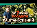 Топ 7 причин посадити каштан їстівний каштанїстівний каштансьедобный їстівнийкаштан Топ 7 причин посадити каштан їстівний каштанїстівний каштансьедобный їстівнийкаштан