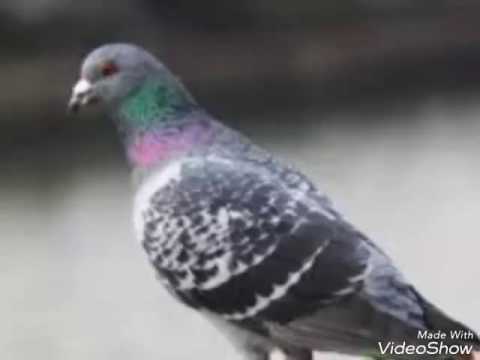 يابري حالي على شوفه