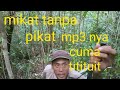 Mikat murai batu tanpa menggunakan pikat ll di hutan Kalimantan