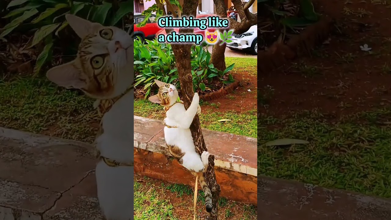 Crispy’s Garden Adventure 😺🌳 | Cute Cat Short | 