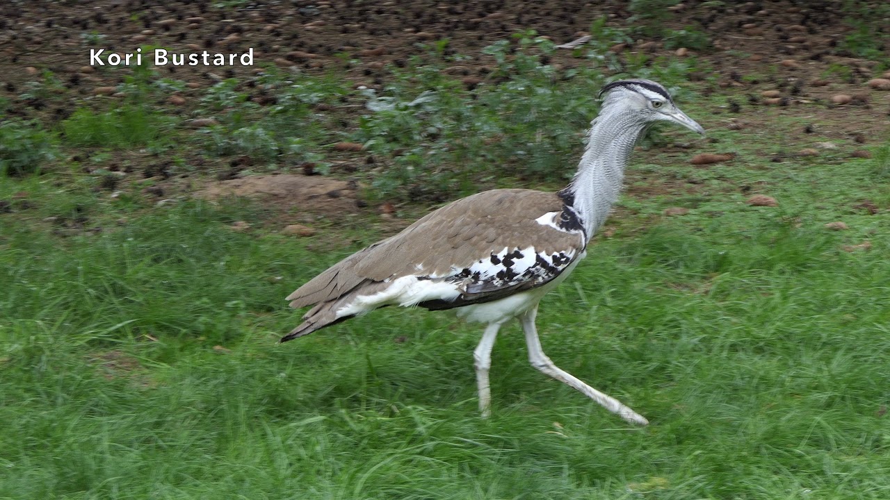 Kori Bustard 