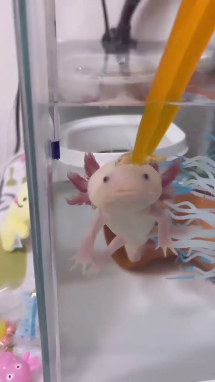 "Axolote: asal dari danau Xochimilco, keajaiban alam yang terancam." #axolote#videoshort # ...