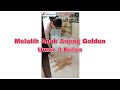 Melatih Anak Anjing Golden Retriever Umur 3 Bulan | Home Visit Training