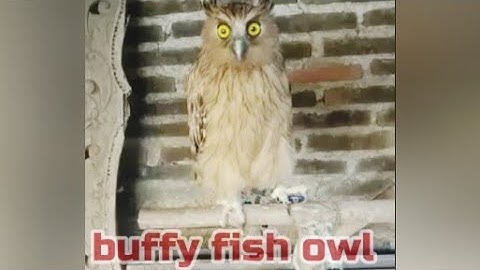 review burung hantu buffy fish owl imut cantik unik