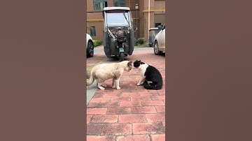 Two Cats Fighting Hard 😼🔥 | Funny Cat Fight Video 2025