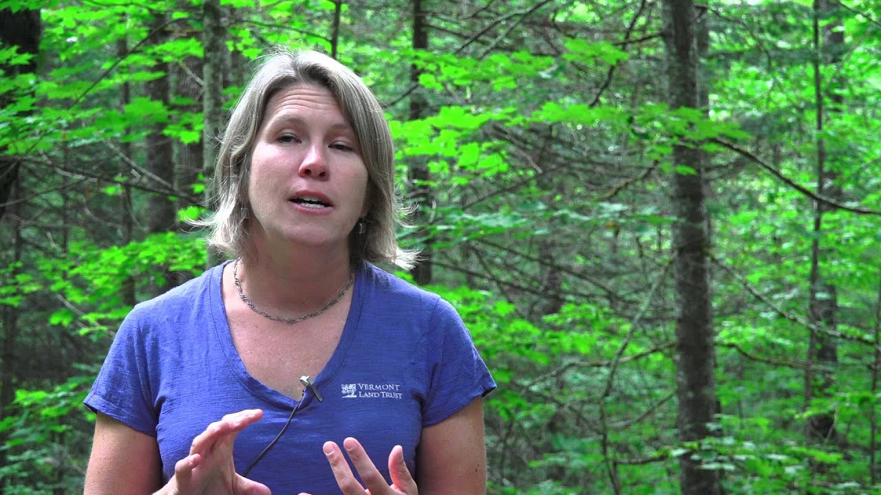 Why Are Town Forests Important YouTube